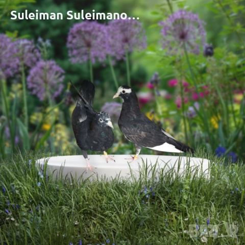 Продават се 20лв двата