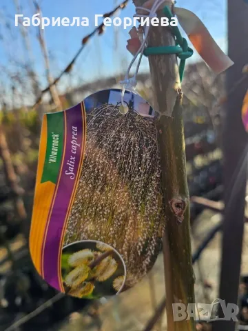 Плачеща върба , снимка 4 - Градински цветя и растения - 48949190