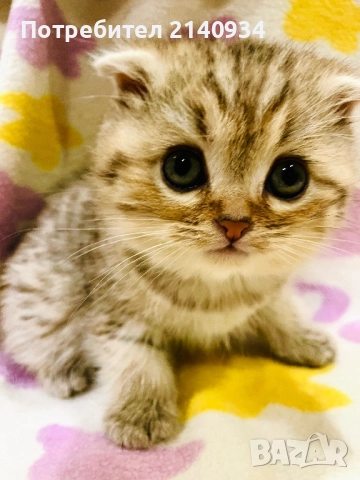 Шотландско клепоухо. Златна чинчила, момче, снимка 4 - Чинчили - 52997312