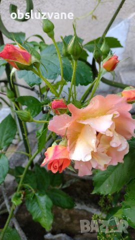 Резник оранжева роза 💥, снимка 1