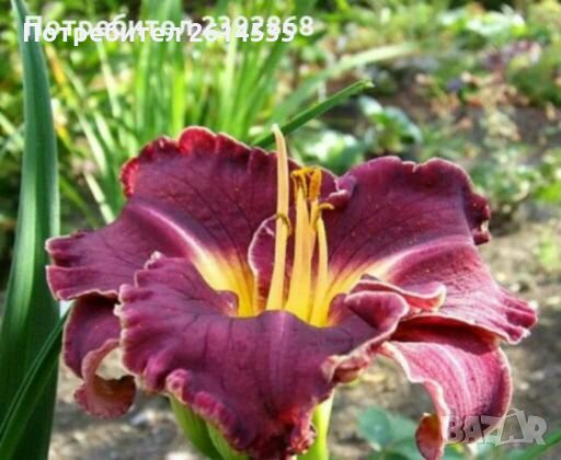 Хемерокалис, снимка 3 - Градински цветя и растения - 28315438