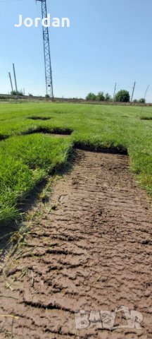 Райграс - тревни чимове. Изгодни цени., снимка 5 - Градински цветя и растения - 33130134