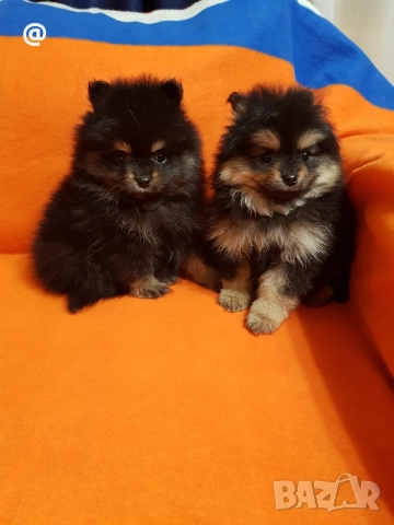 Померан померанчета момичета , снимка 3 - Померан - 52980569