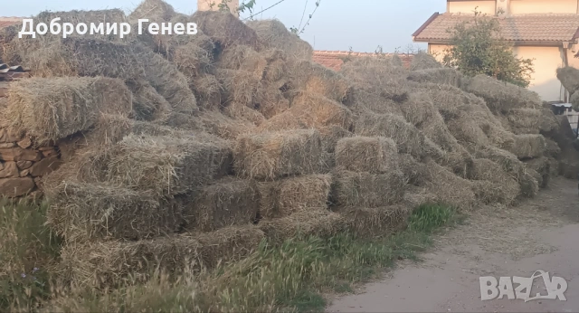 Бали сено 