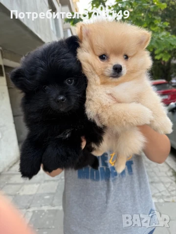 Померани на 2м, снимка 1