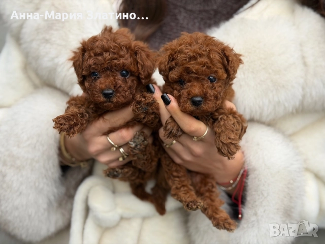 Той пудел ред браун , снимка 4 - Други - 52886172