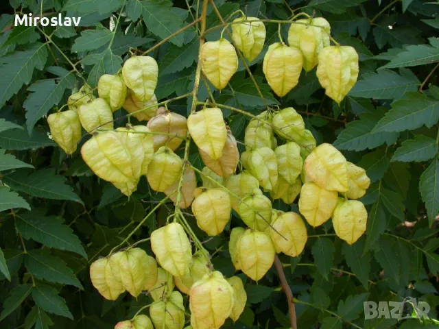 Китайски Мехурник, снимка 7 - Градински цветя и растения - 49674155