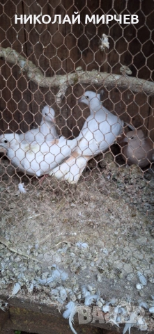 Скумрудки / гугутки/, снимка 5 - други­ - 53133552