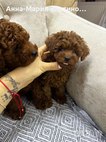 Той пудел момчета и момичета, снимка 2 - Пудели - 51889483