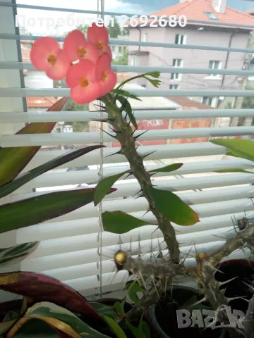 Христов венец/Исусов венец/цени в описанието , снимка 8 - Стайни растения - 48925731