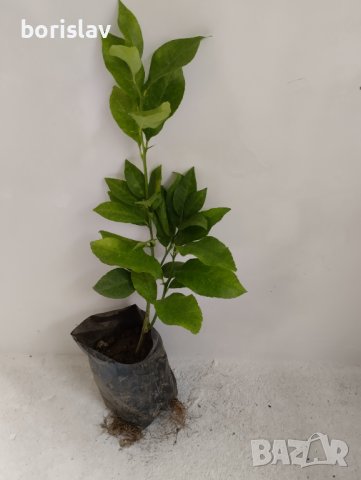 Лимони(корен), снимка 8 - Стайни растения - 14936761