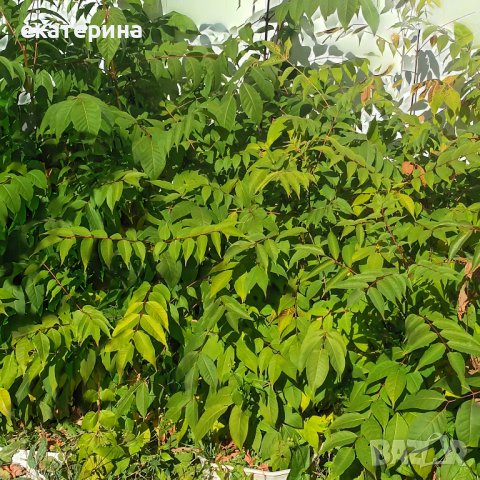 Дръвчета Еводия, снимка 4 - Градински цветя и растения - 38545756