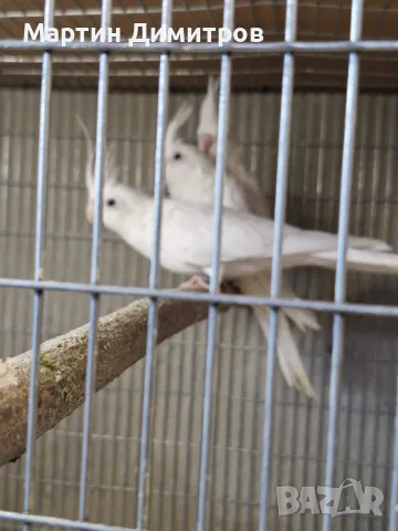 Бели корели, снимка 1