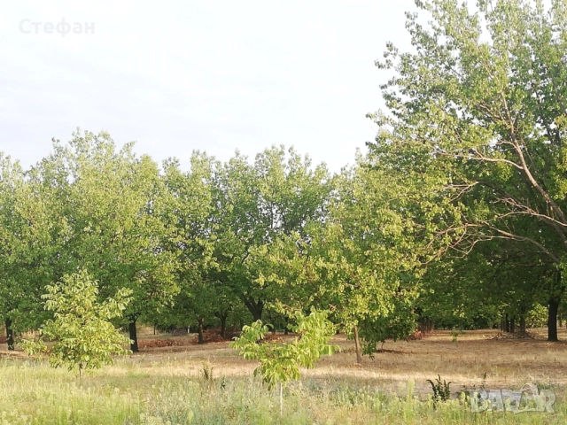 Продавам дворно място / овощна градина в с. Калипетрово, снимка 6 - Земеделска земя - 51641551