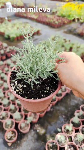 САНТОЛИНА СРЕБРИСТА,  Santolina chamaecyparissus, снимка 11 - Градински цветя и растения - 42253021