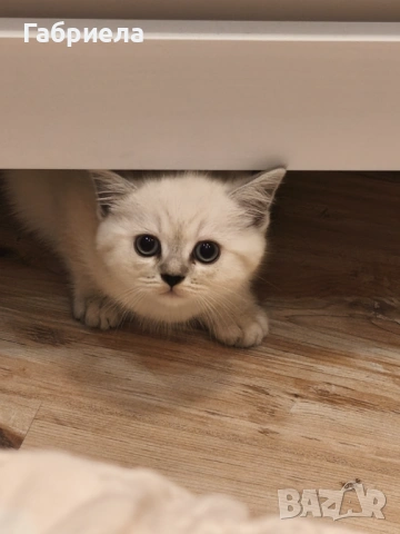 Британско късокосместо котенце 