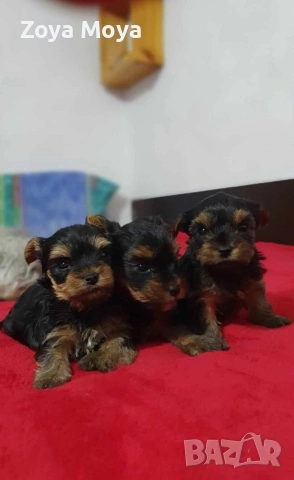 мини йоркширски териер, снимка 6 - Йоркширски териер - 53008463