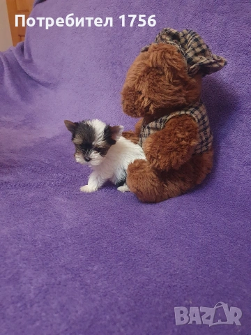 Йоркширски териер, Бивер , снимка 14 - Йоркширски териер - 42851993