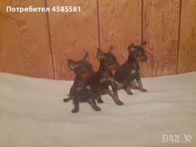 Чистокръвни немски пинери