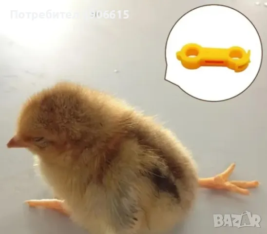 Скоби за криви крачета на пилета , снимка 3 - За птици - 50236583