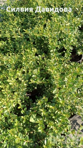 декоративни храсти и растения, снимка 12 - Градински цветя и растения - 51517818