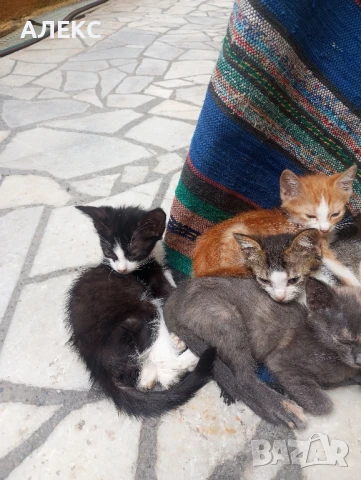 ПОДАРЯВАМ КОТЕНЦА, снимка 16 - Мейн кун - 50985226