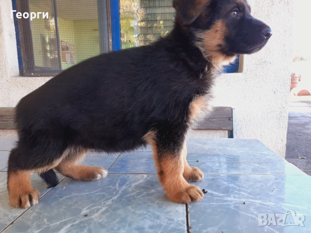 Немски овчарки, снимка 2 - Немска овчарка - 52227880