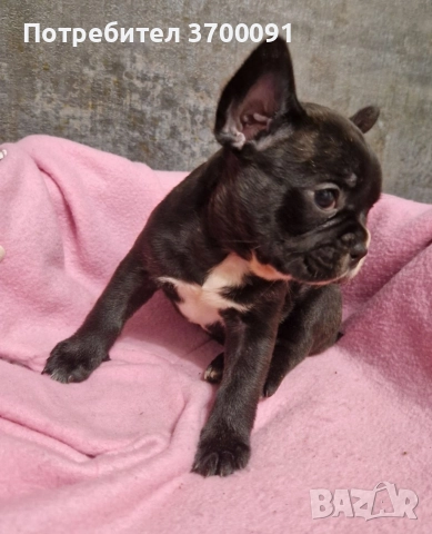 френски булдог , снимка 5 - Френски булдог - 52871698