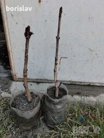 Продавам дръвчета ядлив кестен(сладък кестен), снимка 7 - Градински цветя и растения - 47623165