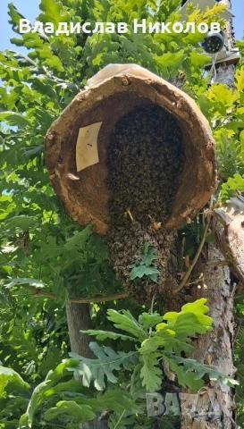 ЕвоРой - примамка за пчелни рояци, снимка 13 - За пчели - 45206919