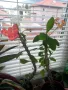 Традесканция рео, кротон,христов венец и други цветя/бамбук/цени в описанието , снимка 8