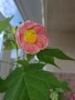 розов абутилон , снимка 5