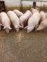 Продавам прасета 100/110 кг., снимка 2