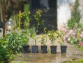 Разсад Американска боровинка в саксия , снимка 1 - Градински цветя и растения - 30488135