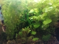 Продавам водни растения за аквариум, снимка 1