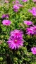 Делосперма (Delosperma cooperii), вечнозелено многогодишно сукулентно растение, снимка 8