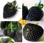 200 семена от плод черна ягода черни ягоди органични плодови ягодови семена от вкусни ягоди отлични , снимка 5