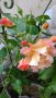 Резник оранжева роза 💥, снимка 1 - Градински цветя и растения - 37002865