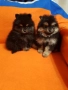 Померан померанчета момичета , снимка 3