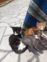 ПОДАРЯВАМ КОТЕНЦА, снимка 16