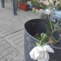 Рози!, снимка 2 - Градински цветя и растения - 36941095