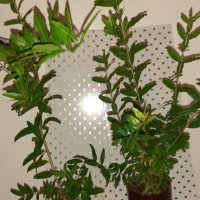 НАР за отглеждане  - Студоустойчив , сорт Wonderful , снимка 5 - Градински цветя и растения - 26452117