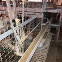 Оборудване за птицеферма за кокошки носачки, снимка 7 - Селскостопанска техника - 38318279