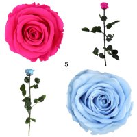 Естествени стабилизирани рози и цвят роза-за дома, подарък, декорация с мъх, снимка 4 - Декорация за дома - 31836873