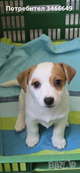 Продавам малки джак  ръселчета, снимка 1