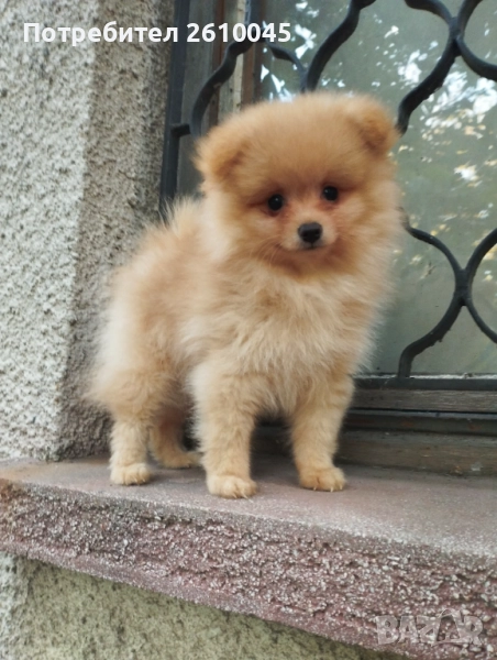 Померан момче, снимка 1