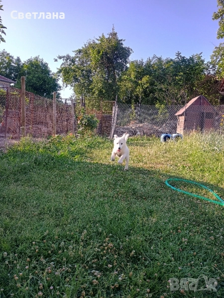 Гледане на домашни любимци , снимка 1