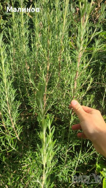 Розмарин - за пресаждане, пресен или за сушене, снимка 1