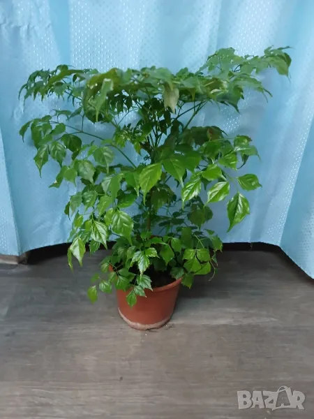 Радермахера 62см., снимка 1