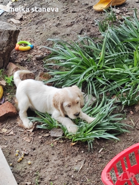 Продават се , снимка 1